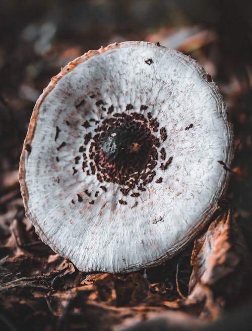 Close-up of Mushroom on Ground