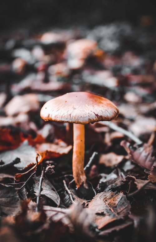 A Close-up Shot of a Wild Mushroom