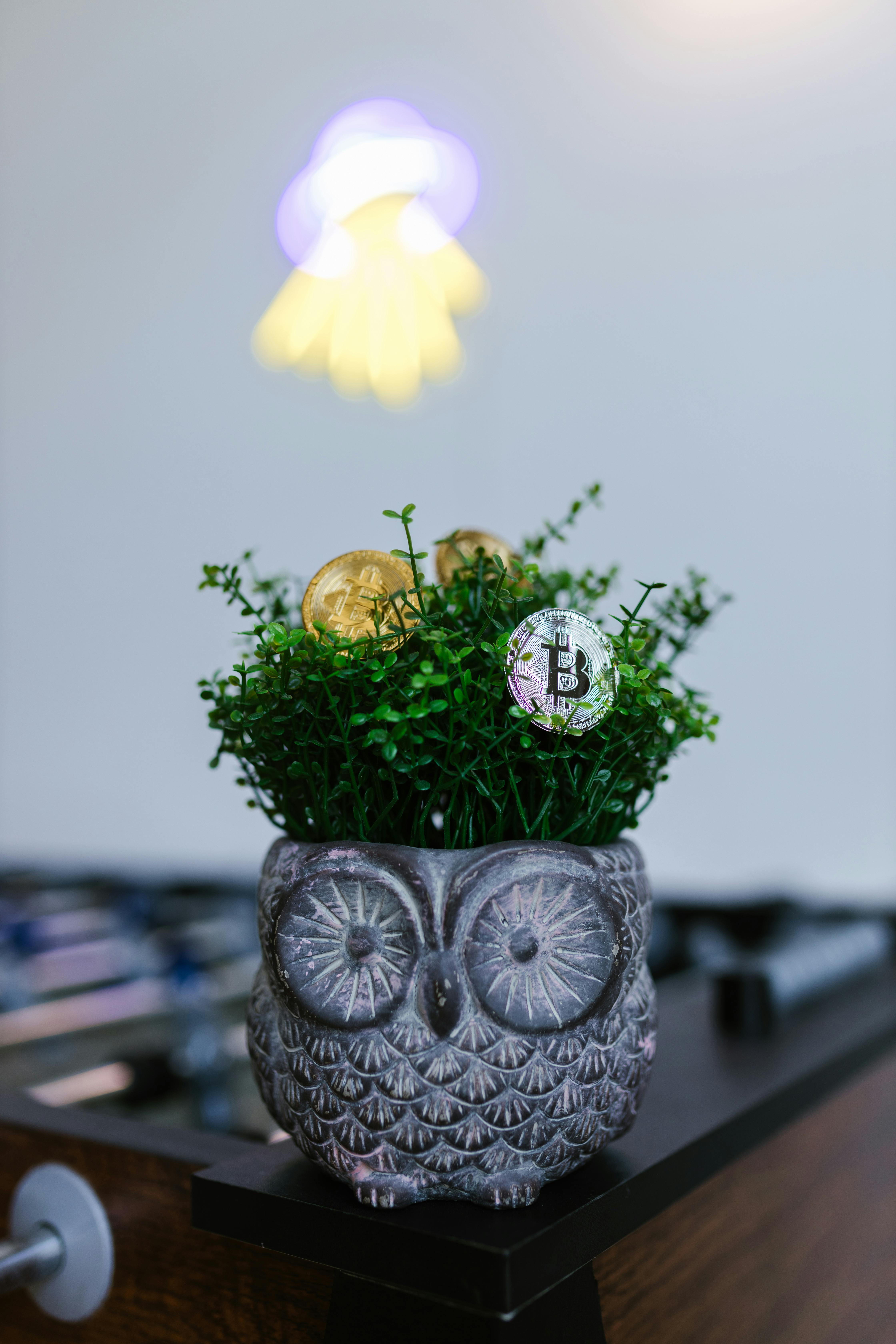 yellow flower on gray ceramic vase