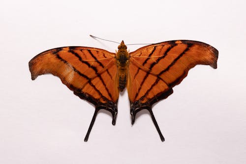 Imagine de stoc gratuită din animal, entomologie, fluture