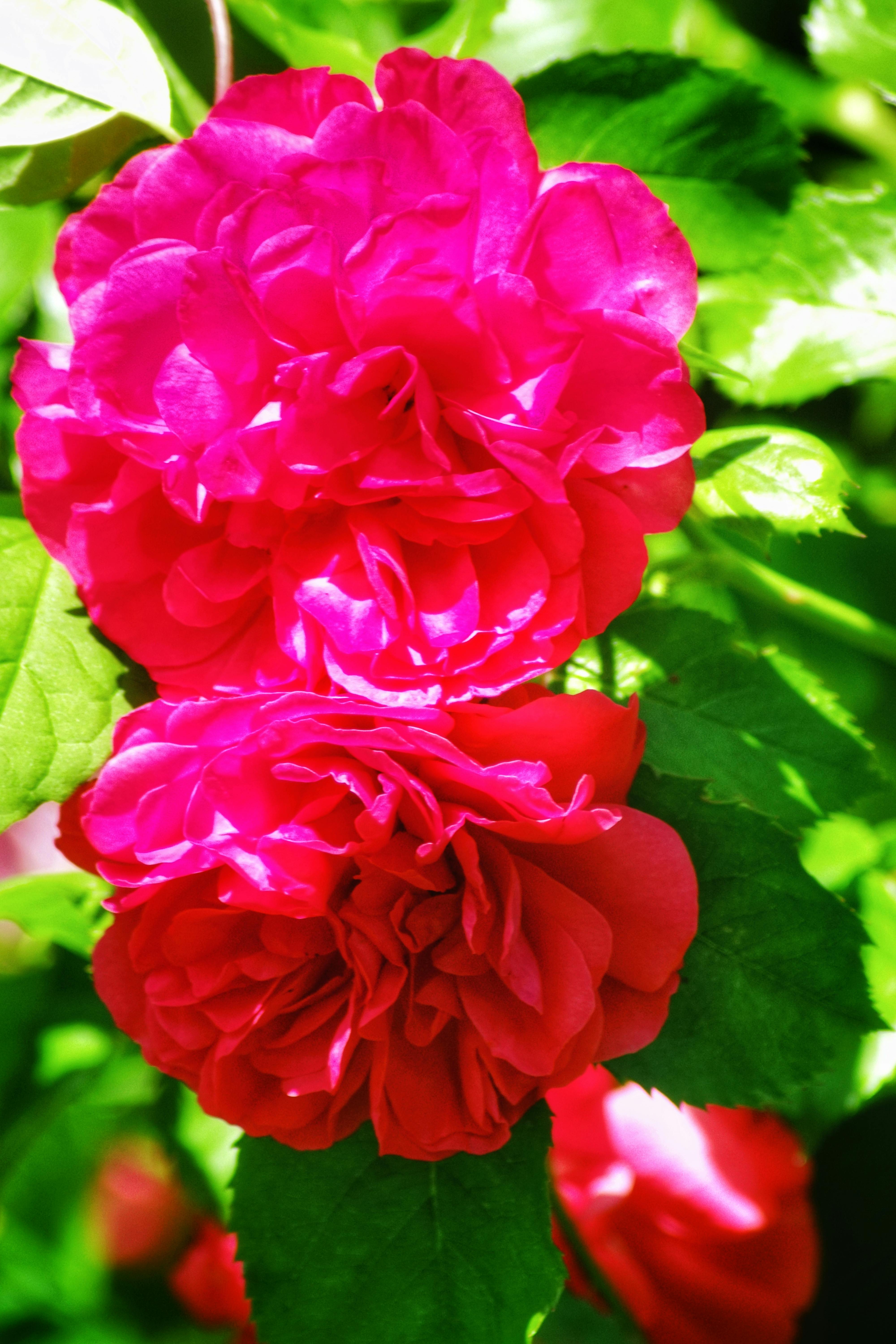 Digital personhood and the legal identity of artificial intelligence