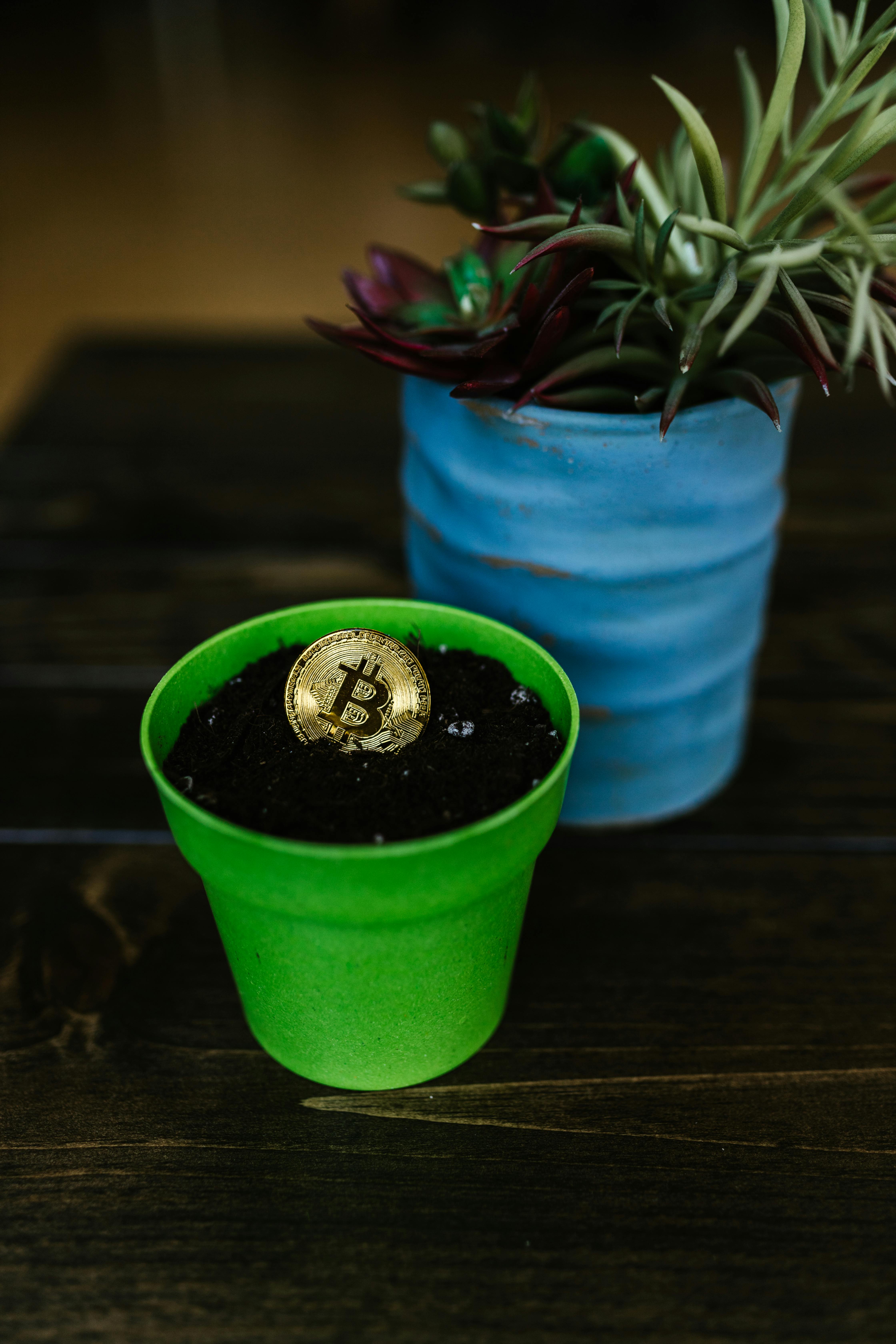 gold bitcoin on green pot beside a plant