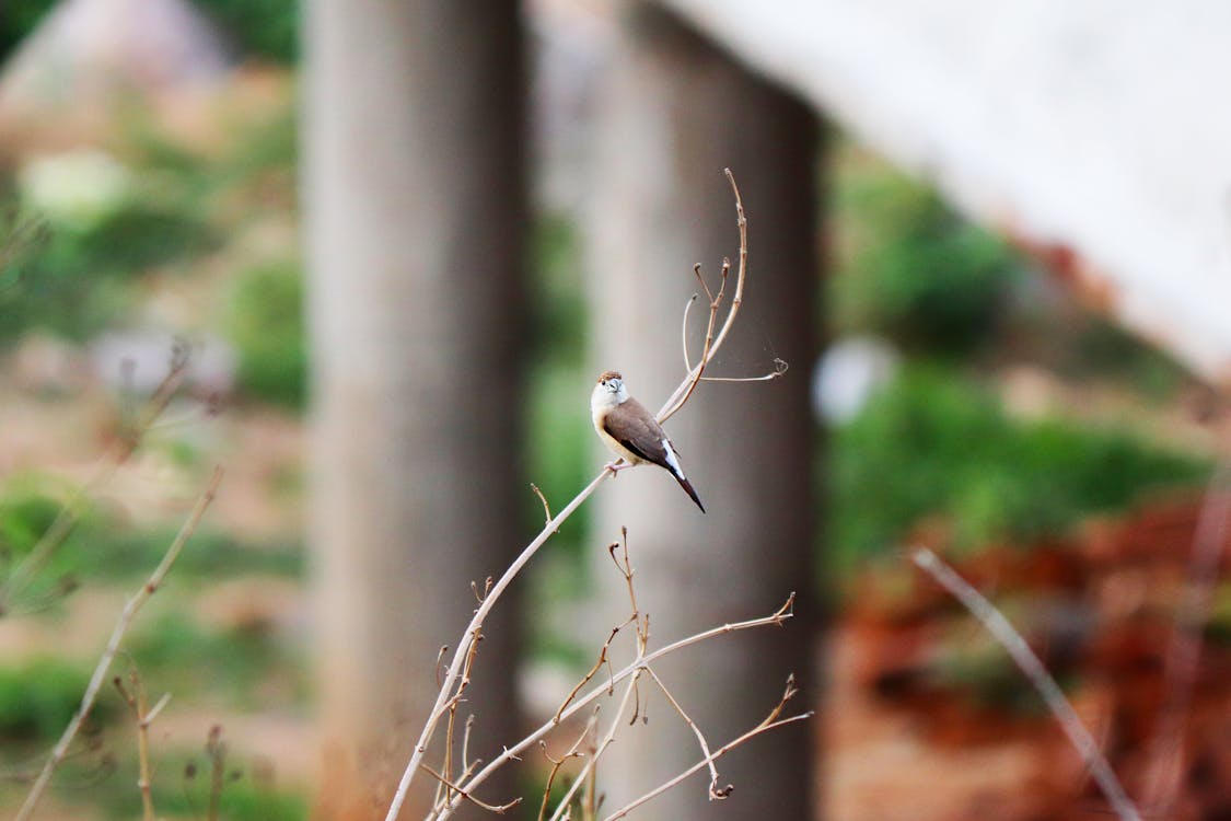 Phemex AI 交易機器人:2026 年加密貨幣自動化交易的瘋狂新經濟 Phemex AI 交易機器人:2026 年加密貨幣自動化交易的瘋狂新經濟