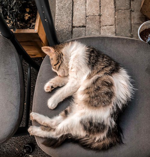 Sleeping Cat on Gray Chair