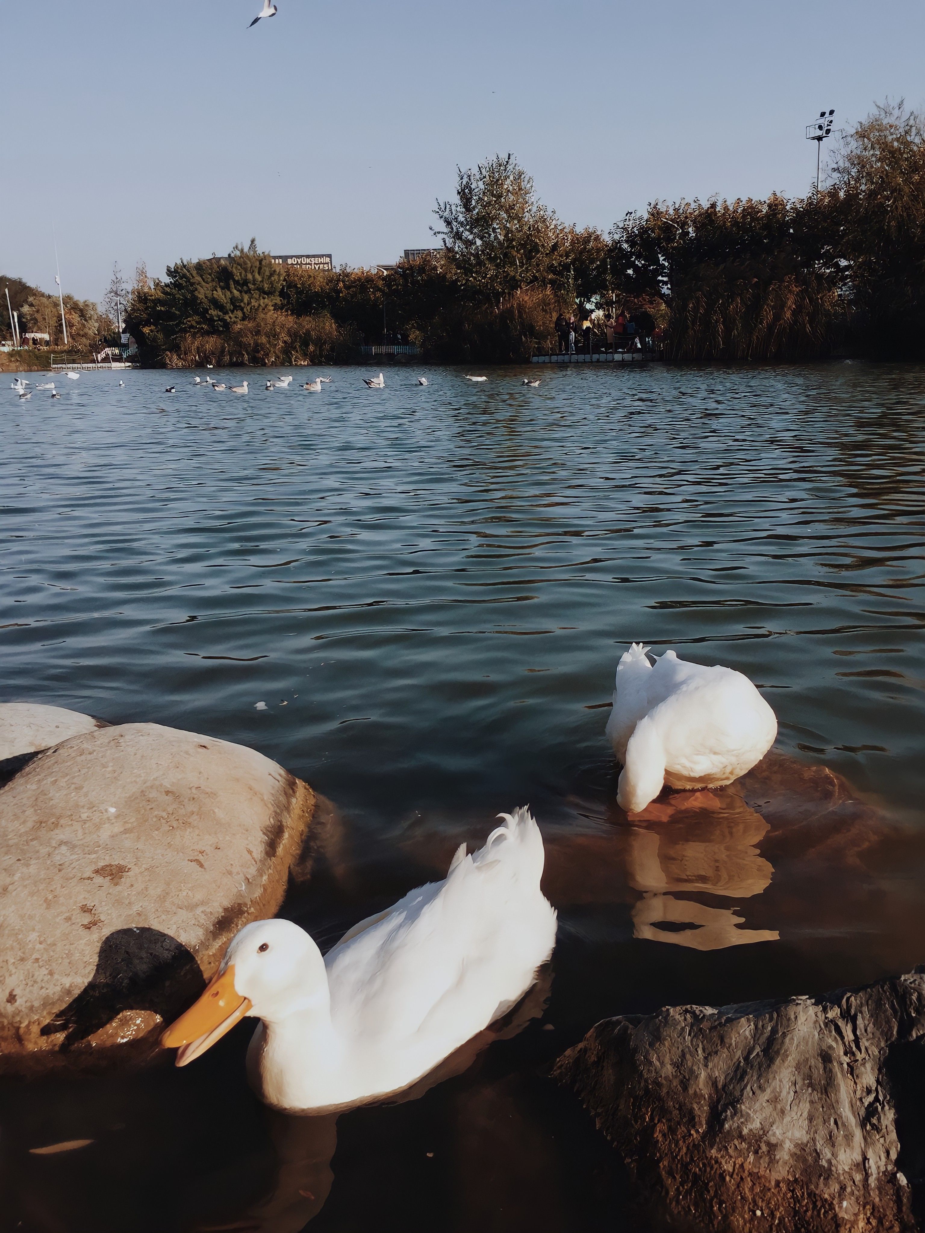 A serene image of two white ducks resting on rocks near a calm lake on a sunny day.