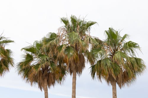 Free Palm trees Under the Sky Stock Photo