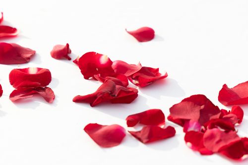 Free Beautiful red rose petals scattered on a bright white surface, capturing elegance and simplicity. Stock Photo