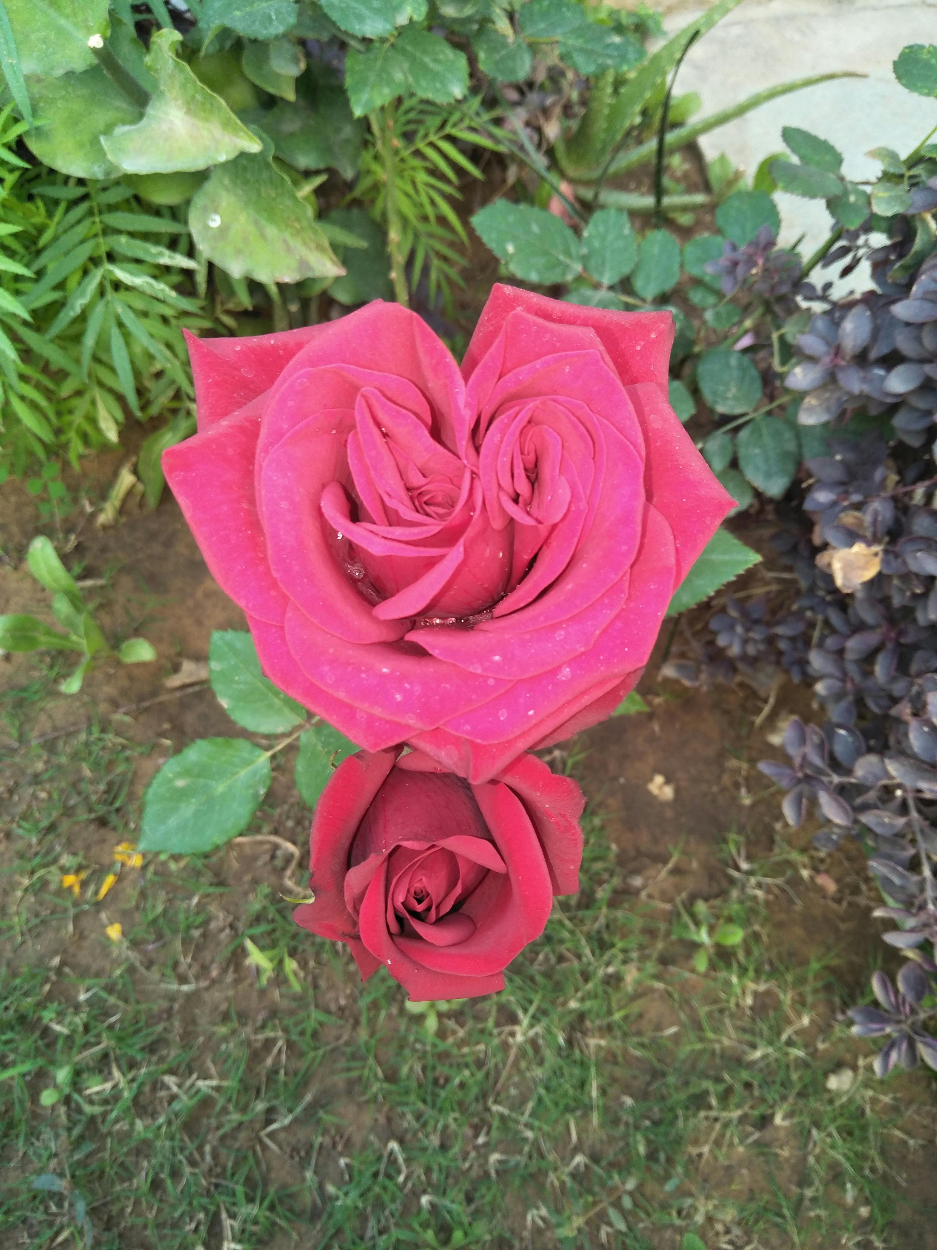 Free stock photo of Real Valentines Rose in My Garden