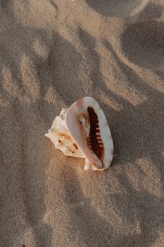 Close-up of a seashell on a sunlit beach, casting gentle shadows.