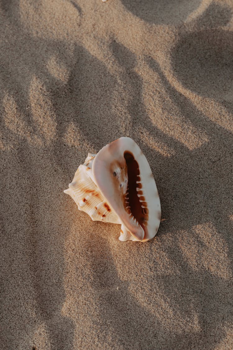 Seashell On Sand Beach