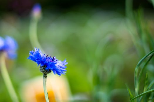 Close-up of a vibrant blue cornflower with a blurred natural backdrop showcasing the beauty of wildflowers.