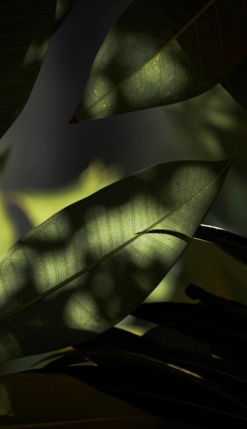 Free Artistic view of fresh green leaves with sunlight and shadows, showcasing nature's beauty. Stock Photo
