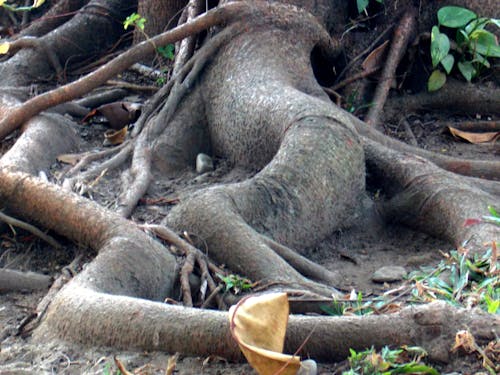 Fotos de stock gratuitas de arboles, árboles muertos, árboles sin hojas