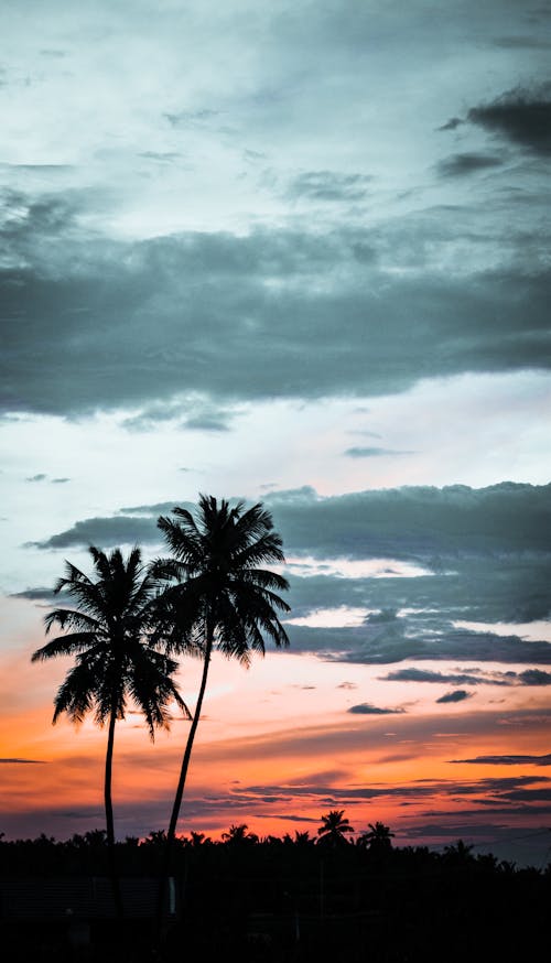 Základová fotografie zdarma na téma kokosové palmy, rozbřesk, silueta