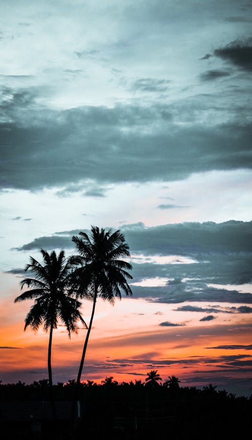 Silhouette of Coconut Trees during Sunset