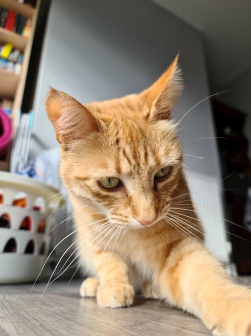 Orange Tabby Cat on Wooden Floor