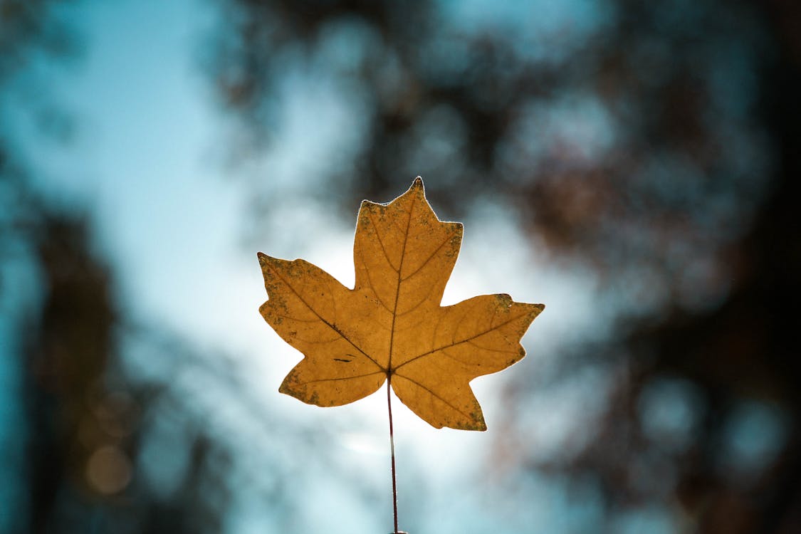 Fotobanka s bezplatnými fotkami na tému 4k tapety, bokeh, javorový list