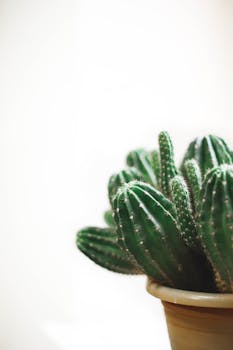 Close-up of a potted cactus with textured spines against a light background, showcasing natural beauty.