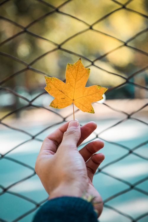 Free A hand holds a yellow maple leaf against a blurred fence background in fall. Stock Photo