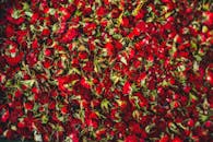 一朵美丽、丰富、充满活力的红玫瑰，营造出郁郁葱葱的花卉挂毯