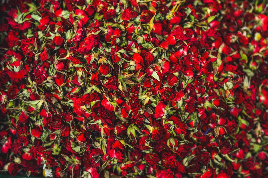 Women in traditional attire picking roses at the Rose Festival in Kazanlak, Bulgaria