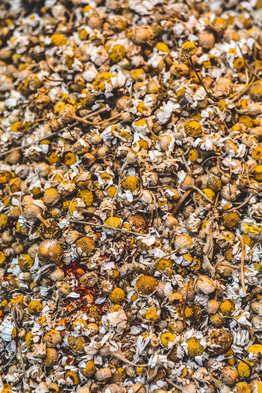 Dried chamomile flowers in close view