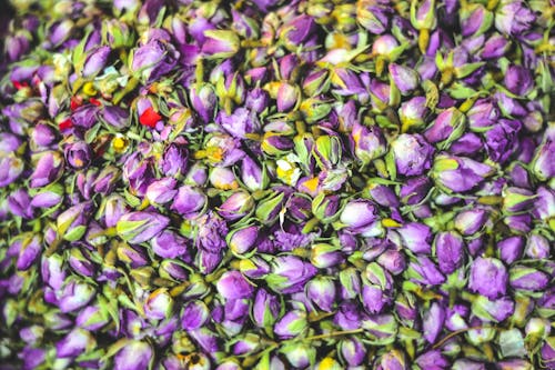 Purple Petaled Flowers