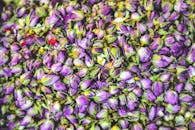 特写镜头中众多紫色花蕾与飞溅的色彩，共同构成了一幅充满活力与纹理的画面