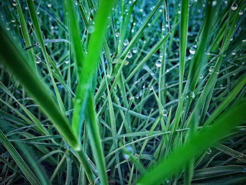 Free stock photo of blade, blade of grass, blades