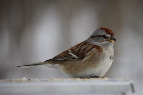 Free Brown Sparrow Stock Photo