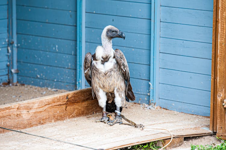 A Griffon Vulture Standing