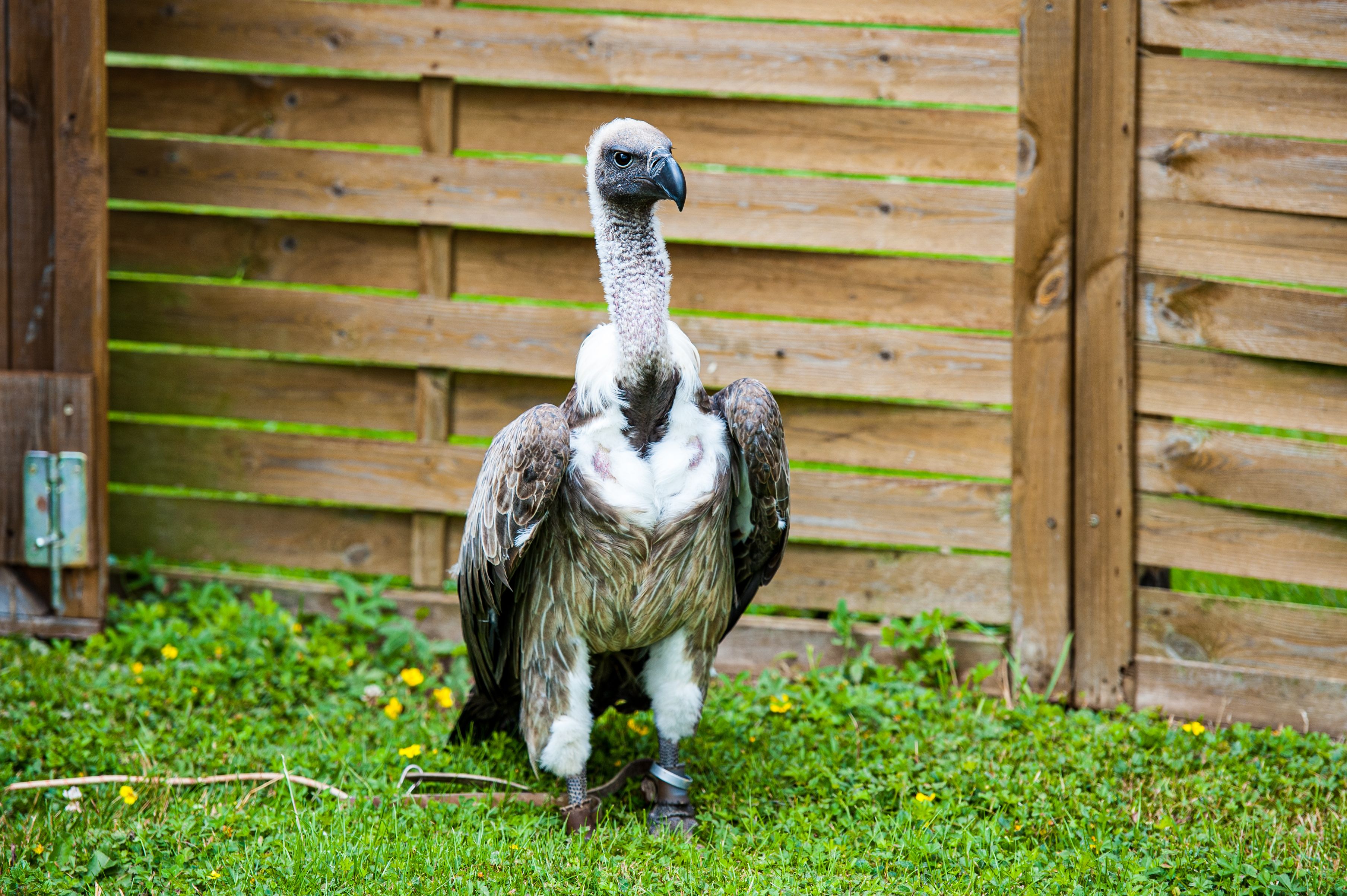 100+ Best Vulture Photos · 100% Free Download · Pexels Stock Photos
