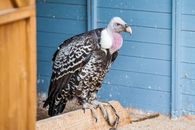 Free stock photo of animal, avian, bald