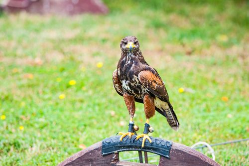 Free Harris's Hawk standing on a perch with vibrant background. Perfect for ornithology and wildlife themes. Stock Photo