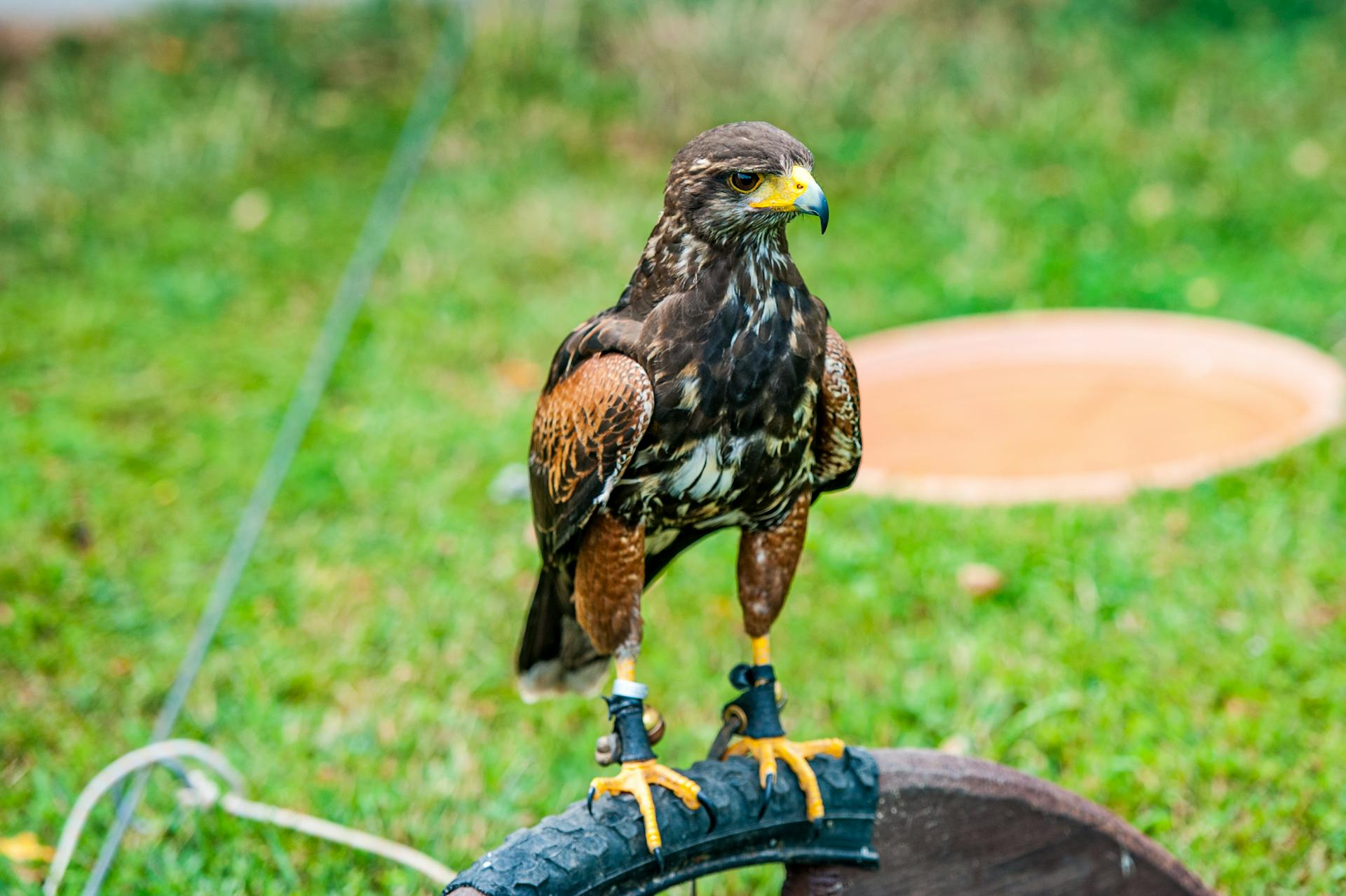 Trained Hawk Sitting on Old Tire