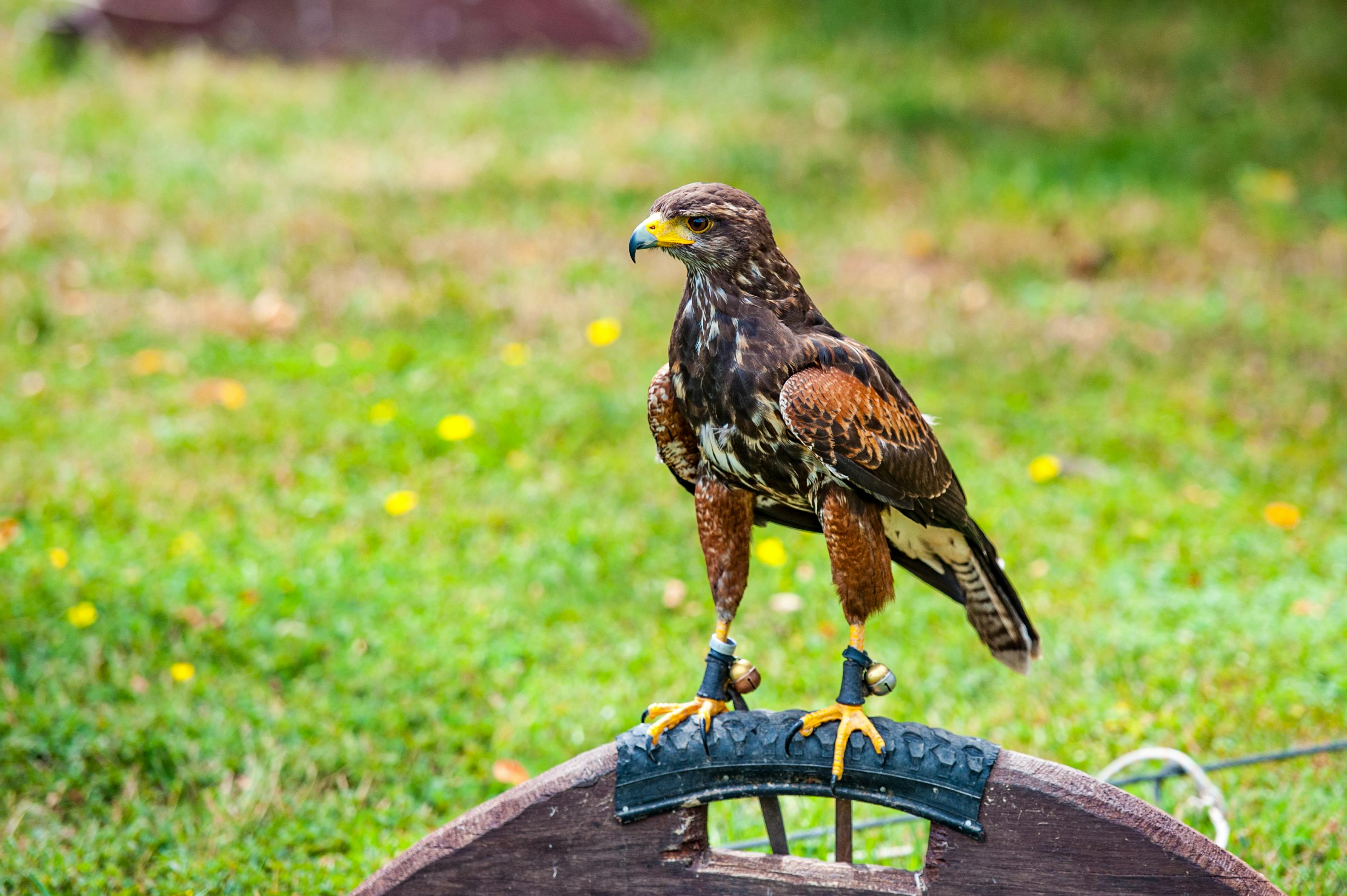 Foto de stock gratuita sobre águila de estepa, animal, aquila nipalensis,  aviar, césped, de cerca, enfoque selectivo, fotografía de animales,  fotografía de aves, pájaro