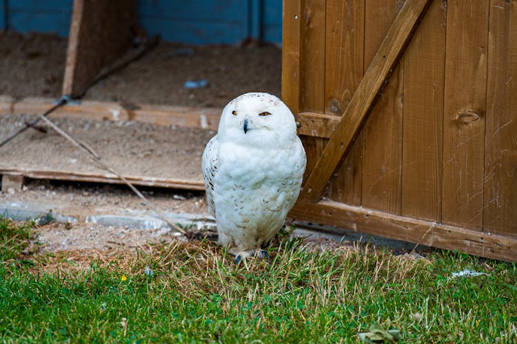 Close-Up Shot Of A Snowy Owl