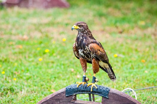 Photo of a Perched Bird