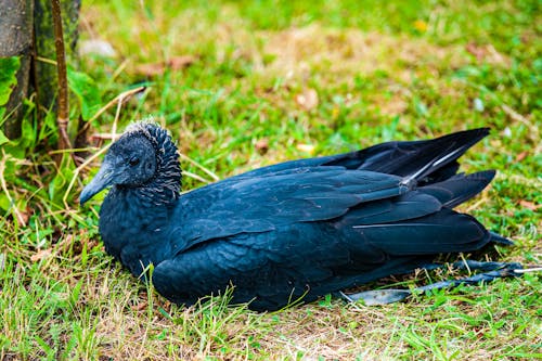 Black Bird on a Grass