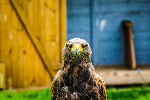 Front view of a hawk against a blurred wooden background.