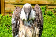 Free stock photo of animal, avian, bald