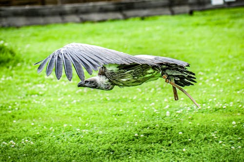 Bird Flying Over Grassland