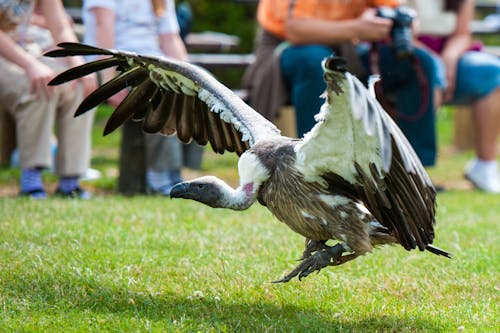 Photo of a Bird with its Wings Spread