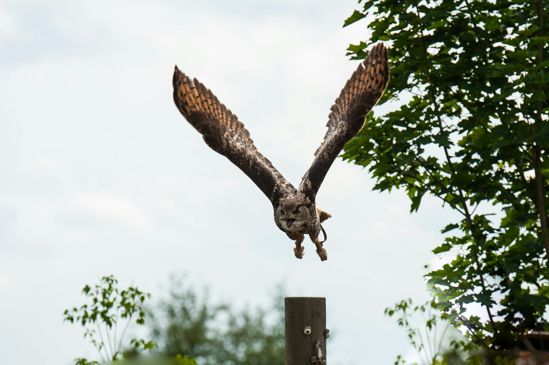 Owl in a Flight