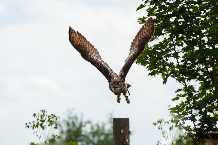 Owl In A Flight 