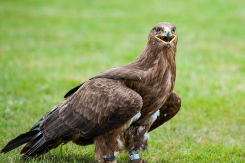 A Golden Eagle on the Grass Surface
