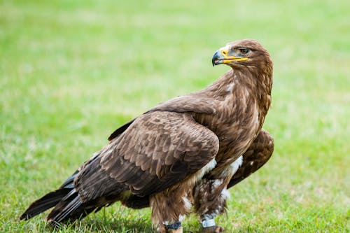A Golden Eagle with Silver Tag in Its Feet