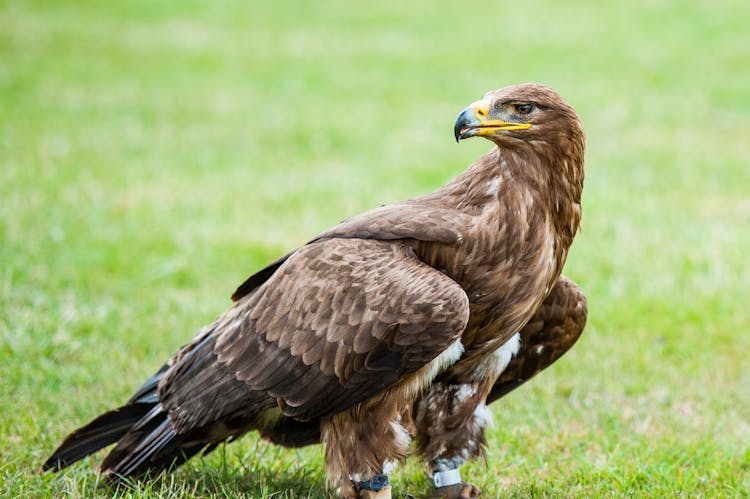 A Golden Eagle With Silver Tag In Its Feet