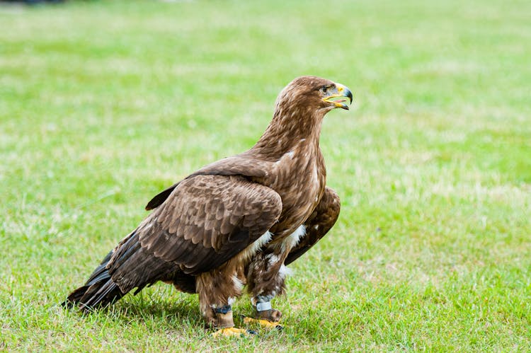 A Banded Golden Eagle On The Grass