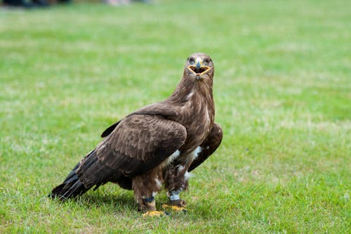 + Fotos y Imágenes de Águila de estepa Gratis · Banco de Fotos Gratis